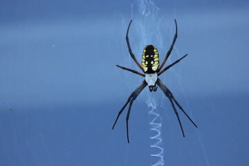Black and Yellow Spider with Web