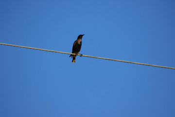 Grackle in the Sunlight