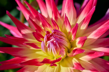 pink and yellow heart of dahlia Electric Flash