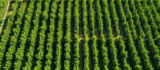 Aerial drone shot of scenic blackcurrant bushes on a sunny Ukrainian farm in spring Copy space image Place for adding text or design