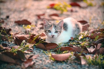 Close-up shot of a cat on foliage outdoors