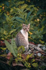 Obraz premium Adorable Cyprus cat in the garden in front of mesh wire fence
