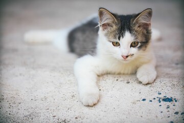 Naklejka na ściany i meble Closeup of adorable Aegean cat lying on concrete ground looking at the camera