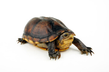 White-lipped mud turtle  // Weißmaul-Klappschildkröte (Kinosternon leucostomum) 