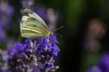 Flowers blooming in the park of Copenhagen Denmark during springtime