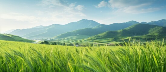 Andong South Korea s scenic festival site features a vibrant green barley field Copy space image Place for adding text or design
