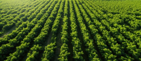 Aerial drone shot of scenic blackcurrant bushes on a sunny Ukrainian farm in spring Copy space image Place for adding text or design
