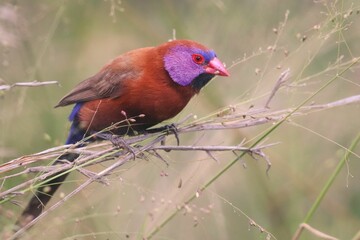 Closeup of a Violet-eared waxbill perched on a tree branch