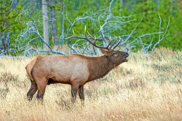 Bull Elk Bugling Near Norris in Yellowstone National Park