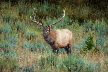 Bull Elk Watching from a Grassy Meadow in Yellowstone National Park
