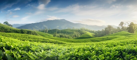 Cameron s tea plantation in Malaysia with blurred foreground Copy space image Place for adding text or design - obrazy, fototapety, plakaty