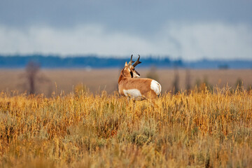 Pronghorn Surveying His Territory