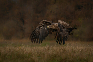 White Tailed Eagle (Haliaeetus albicilla) in flight in the forest of Poland, Europe. Birds of prey. Sea eagle.                         