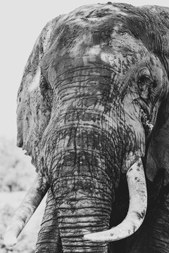 Vertical closeup of an African elephant's head shot in grayscale