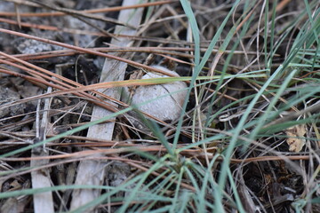 pine needles on the ground