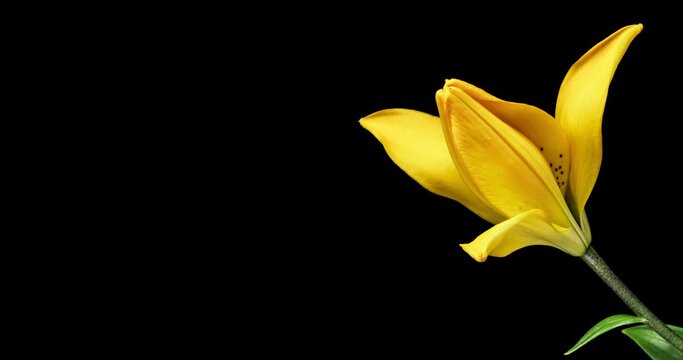 Beautiful yellow Lily flower blooming close up. Time lapse of fresh Lilly opening, isolated on black background with place for text