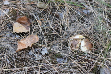 mushrooms in the pine needles