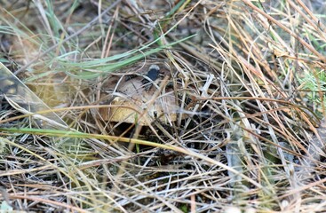 mushroom under pine tree needles 