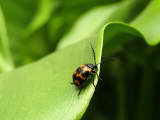 Closeup shot of the Japanese knotweed leaf beetle (Gallerucida bifasciata) resting on the green leaf