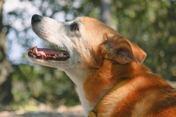 Closeup shot of a cute happy dog in the mountains looking with an open mouth