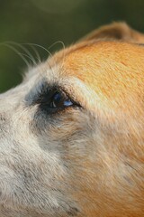 Vertical shot of an eye of a brown dog against a blurred background
