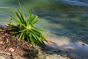 grass and water