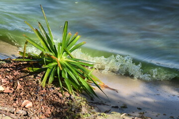 grass and water