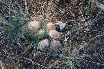 mushrooms in the forest