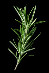 Obraz premium Rosemary isolated on black background. Ai Generative