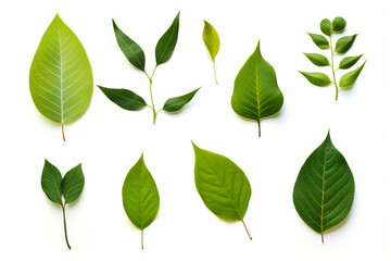 Collection of green leaves on white background with white background.