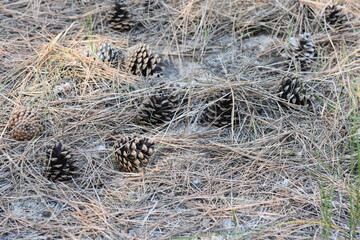 pine cones on the ground in the forest