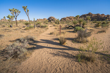 hiking the lost horse mine loop trail in joshua tree national park, california, usa