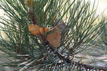 dry leaves in pine needles