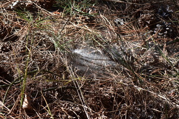 spider web in dry pine needles