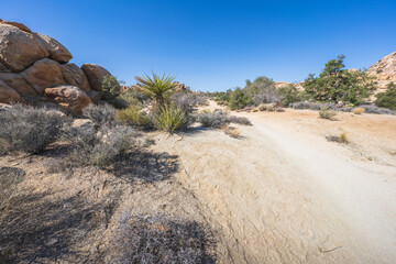 hiking the lost horse mine loop trail in joshua tree national park, california, usa