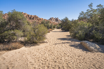hiking the lost horse mine loop trail in joshua tree national park, california, usa