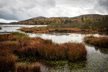 The north swamp park in Quebec at fall