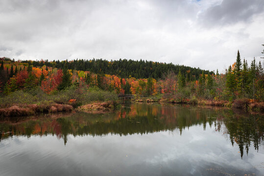 Reflection of fall colors in north swamp near Quebec