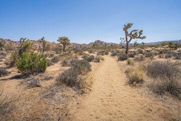 hiking the lost horse mine loop trail in joshua tree national park, california, usa