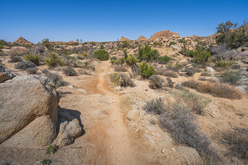 hiking the lost horse mine loop trail in joshua tree national park, california, usa