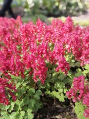 first spring blooming flowers. flowering red Corydalis solida in the garden on a sunny summer day. Floral wallpaper.