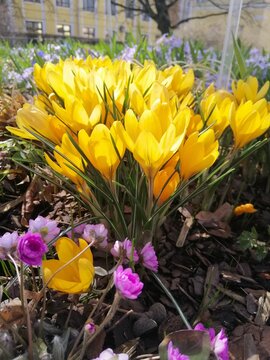Spring landscape. Primroses. Bulbous plants. Blooming Crocus Golden Yellow on a flower bed. Floral wallpaper.