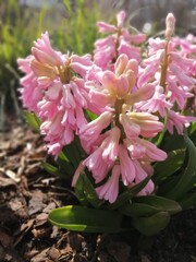 Flower bed with blooming Hyacinths or Hyacinthus .first spring flowers.
Floral Wallpaper