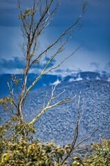 Vertical shot of branches of a tree with green-covered blurry hill on its background
