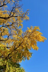 가을, 나무, 가을, sky, 네이처, 나뭇잎, yellow, 나무, 나뭇잎, blue, 계절, 나무, 경관, 가지, 변색, green, red, 단풍, 공원, orange, 나무, 단풍나무, 아웃도어, 나무, 똑똑하다