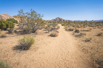 hiking the lost horse mine loop trail in joshua tree national park, california, usa