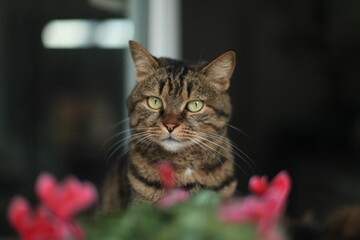 Shot of a cat behind pink flowers in with a blurry background and selective focus