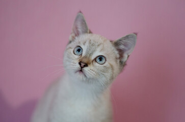 Portrait of a beautiful cute white kitten with blue eyes. Banner with a pet on a pink background.
