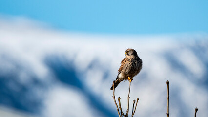 Common kestrel. Falco tinnunculus. Cernícalo vulgar.