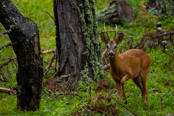  Roe deer (Capreolus capreolus). Corzo.